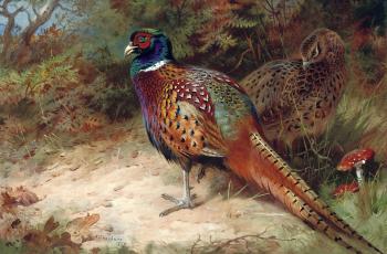 Archibald Thorburn : Cock and hen pheasant in the undergrowth